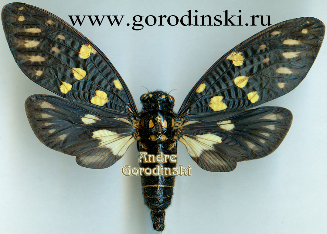 http://www.gorodinski.ru/insects/Gaeana maculata.jpg